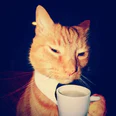 Gato de camisa tomando café